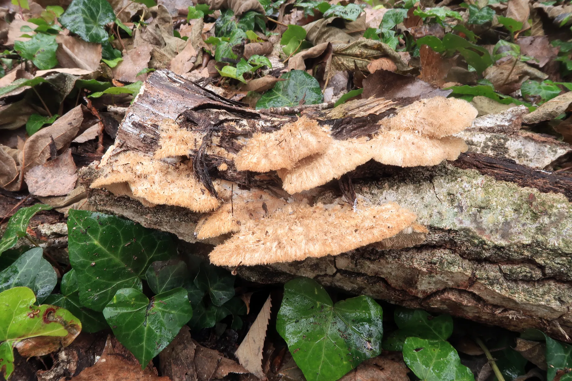Trametes trogii - 1 - IMG_8466